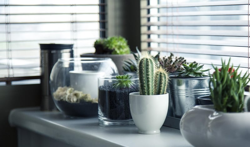 Indoor Greenery